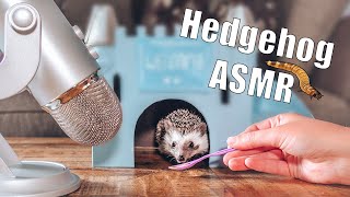 ASMR Hedgehog Eating Sounds!