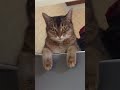 【ノラ猫から家猫③】当時小学生だった長男がへその緒ついた仔猫を箱ごと持って帰ってきた