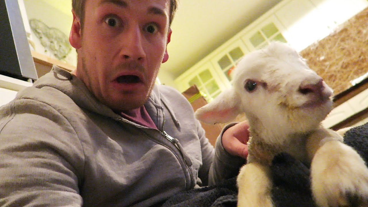 My New Pet Youtube