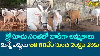 Krosuru Pasuvula Santha | Cow, Bulls Market | దున్నే ఎద్దులు జత 80వేల నుంచి 2లక్షల వరకు..! Tone Agri