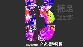 脳の機能解剖【高次運動野編】補足運動野