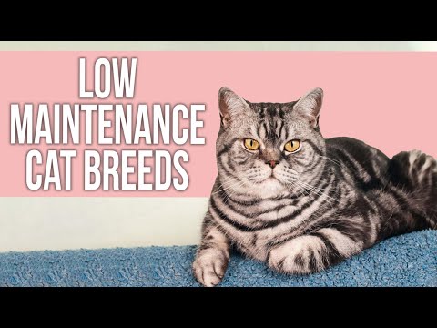 7 Best Low-Maintenance Cat Breeds