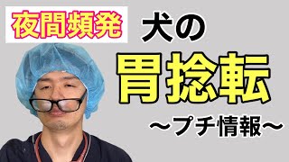 最近の夜間救急動物病院でもよく遭遇する『胃拡張胃捻転症候群』について、感じたことをお話します('◇')ゞ　\u0026譲渡会開催情報！