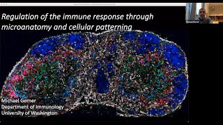 Regulation of the immune response through microanatomy and cellular patterning