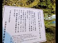 ライトアップ✨赤井の大銀杏🍁🌲圧倒❗️樹齢６５０年