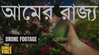 আমেরিকার আমের রাজ্য ফ্লোরিডা - The Mango Paradise - Drone Footage