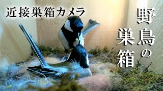 【延長撮影】 孵化5日目 🐣×10 シジュウカラの巣箱 近接巣箱カメラ 野鳥 2023/05/15 Bird Nest Box Live Camera