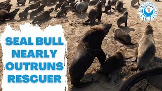 Seal bull nearly outruns rescuer