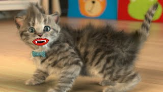 El Gato TOM VIDA REAL HALLOWEEN, Little Kitten , My Favorite Cat, Talking Tom Friends