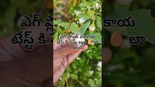 #africaneggplant #eggplant #వంకాయ #🍆 #9550007112 #ట్రావెల్ఫార్మర్ #bhuvichowdary #whitebrinjal