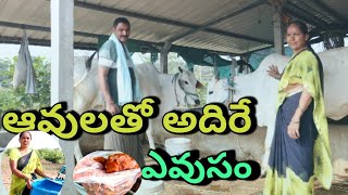 Desi cows rearing for natural farming/country cows/మనం మారి మన జనరేషన్ మార్చాలి