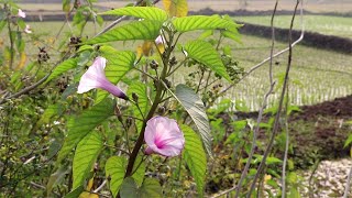 প্রাকৃতিক বেড়া ঢোল কলমি ফুল || Ipomoea Carnea || বেহায়া ফুল || দুধ কলমি || Pink Morning Glory