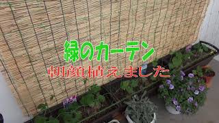 朝顔のグリーンカーテンを作ろう【短い動画】