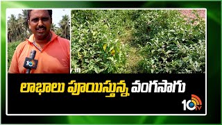 లాభాలు పూయిస్తున్న వంగసాగు | Huge Profits In Brinjal Crop | Matti Manishi | 10TV