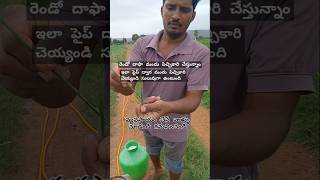 వ్యవసాయం చేసే వాళ్ళు చూడండి గమనించండి #paddycrop