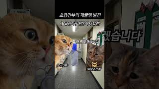 초급 간부의 개꿀탬 발견 했을 때 하는 행동 #army #군대 #shorts #catmemes #고양이밈 #고양이