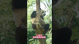 Giant panda Baoyuan.小宝元挂树蹭痒卖萌。#大熊猫宝元 #大熊猫宝力 #大熊猫青宝 #熊猫小奇迹 #panda