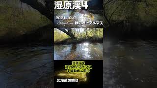 湿原渓4 秋の遡上アメマス2021 #道東 #湿原アングラー #shorts