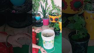 Let's Reuse Waste Paint 🎨 Bucket 🪣 #youtubeshorts #viralvideo #aprajitaplanthouse