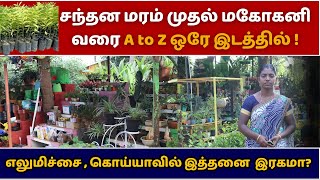 Nursery Garden business: சந்தன மரம் முதல் மகோகனி வரை -  kuyil thoppu | sivagangai | தோட்டம் அமைத்தல்