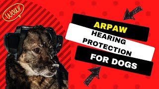 Protect your dog hearing! Earmuffs for dogs!