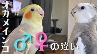 【オカメインコ】オスとメスの特徴　見分け方【徹底比較！】