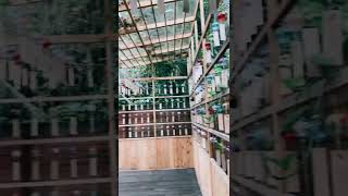 【帶著相機出去玩ep1】桃園神社 #桃園神社 #鳥居 #⛩️ #神社 #taoyuan #kodakh35 #kodak