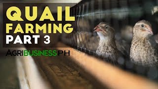 Quail farming and layer management | Quail farming part 3 #Agriculture