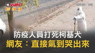 CTWANT 國際新聞 / 防疫人員打死柯基犬　網友：直接氣到哭出來