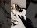 how do cats communicate love audio ask_my_cats shorts cats catfacts love