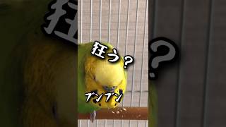 頭の狂ったインコ？がかわいい#動物 #おしゃべり好き