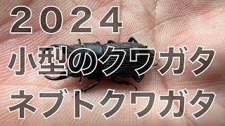 【カブクワ】小型のクワガタ　ネブトクワガタは、小さくてめちゃくちゃカッコいいんです！NO.14