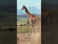 ஒட்டகச்சிவிங்கிகள் மின்னலால் தாக்கப்படும் அபாயம் அதிகமா a giraffe was killed by lightning