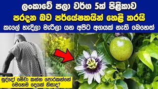 ලංකාවේ පලා වර්ග 5ක් පිළිකාව පරදන බව පර්යේෂකයන් හෙළිකරයි | Naifm