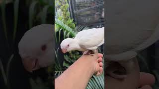 Albino monk parrot