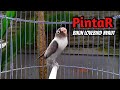 Suara Lovebird NGEKEK PANJANG PINTAR BIKIN LOVEBIRD NYAUT, DIPUTAR SEBENTAR LB DIAM LANGSUNG BUNYI