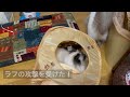 バーマン猫ガブとラフとミカ【スキを突かれる】gabriel was caught off guard（バーマン猫）birman cat