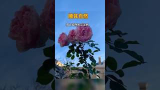 顺其自然 #治愈音樂 #正能量 #治愈 #音乐 #情感 #分享