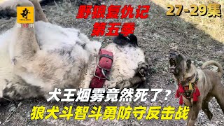 大型紀錄片【野狼復仇記】第五季27-29集，犬王烟霧竟然死了？！狼犬斗智斗勇防守反擊戰，新犬王的傳承