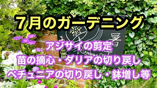 【ガーデニングを楽しもう！】アジサイの剪定・クレマチスの誘引・ダリアの剪定・マーガレットの切り戻し・苗達の摘心・ペチュニアの切り戻しや鉢増し等をまとめた動画です。#ガーデニング