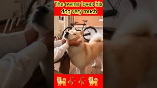 The owner loves his dog very much short video#dog #pat #viral #doglover #petlover #trending