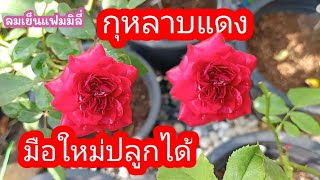 กุหลาบแดง ดอกเล็ก กลีบหนา บานทน เลี้ยงง่าย #ดอกไม้ #กุหลาบ #ต้นไม้ #ผักสวนครัว #คนชอบปลูก