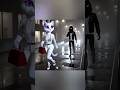 Heroic White Cat vs. Robber: An Unexpected Twist!#CuteCats #HeroicAnimals #CatVideos #YouTubeShorts