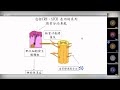 題目 頭髮系列之白髮的原因 粵語