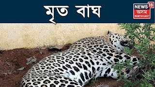 Marianiৰ গাভৰু পৰ্বত চাহ বাগিচাত বিহ দি নাহৰফুটুকীক হত্যা