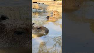 カピバラの露天風呂 * Capybara hot spring #カピバラ さん♪