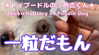 一粒だもん ★トイプードルのうめ吉くん(1301日目)★Umekichi Diary of Poodle Dog