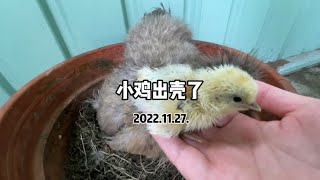 2022.11.27.小鸡出壳了。