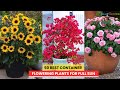 50 BEST CONTAINER FLOWERING PLANTS FOR FULL SUN