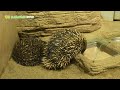 【東山動植物園公式】これはなんでしょうか。《 ハリモグラ 》